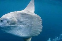 翻车鱼是否喜欢晒太阳，具有喜欢晒太阳的习性