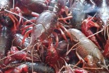 小龙虾过夜了能否食用，产于江苏省兴化市沙沟镇