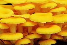 好吃的蘑菇品种有哪些，常见的有榆黄菇、羊肚菌等