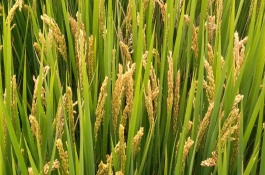 叁两优1813水稻栽培技术要点，一般4月中下旬播种