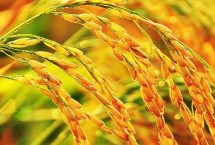 五禾丝苗2号水稻栽培技术要点，高抗稻瘟病