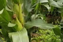 东单6531玉米栽培技术要点，一般种植密度3000株/亩