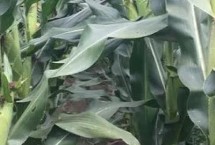 登海鲁西1玉米栽培技术要点，播种期6月上中旬