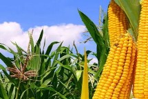 邦泰26玉米栽培技术要点，夏播生育期104天