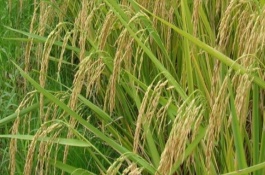 M优2155水稻栽培技术要点，插植密度18厘米×20厘米