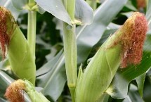 DG206玉米栽培技术要点，春播出苗至成熟129天