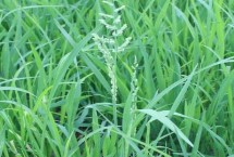 镇稻31号水稻栽培技术要点，每亩栽插8万穴