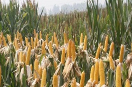 豫青贮23玉米栽培技术要点，注意防治丝黑穗病和小斑病