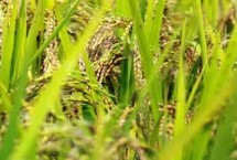 播种前怎么选种，选留穗大粒饱的单株、单穗做种