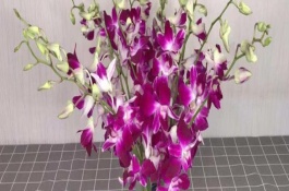 洋兰花在花瓶能养几天，寓意绚丽多姿、雍容华贵等