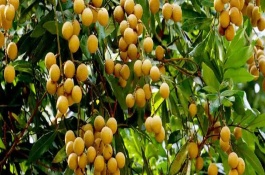 龙眼分几个等级，主产于台湾、福建、广西等省份