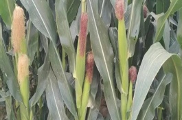 粘玉米是不是转基因，当前国内未推广转基因玉米