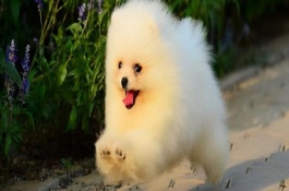 哈多利系博美犬特点，一定要注意饮食和护理等