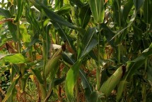 博泰142玉米栽培技术要点，中抗大斑病