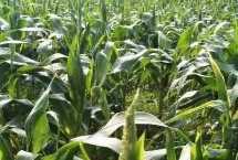 爱糯186玉米栽培技术要点，适宜密度为每亩4000株左右