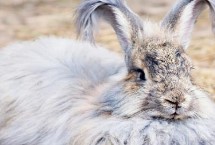 毛兔优良品种介绍，有德系、法系和中国粗毛新品种