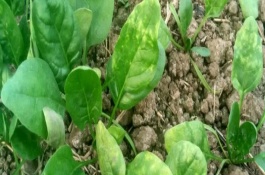 发生规律，是由一种卵菌引起的病害