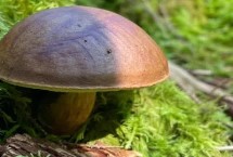 牛肝菌有哪些品种，云南是野生牛肝菌的主要产地