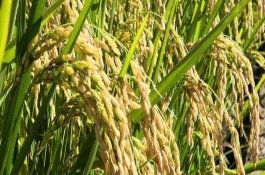吉粳351水稻栽培技术要点，播种前进行包衣处理