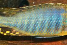 鲷鱼的品种，包括青铜鲷、多瑙河鲷、爱尔兰鲷等种类