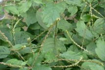 生长习性，是多年生草本植物