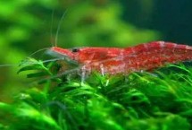 樱花虾水温多少可以繁殖，取决于养殖环境是否适宜