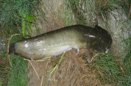 钓鲶鱼用什么钩型最好，腥味饵料效果好