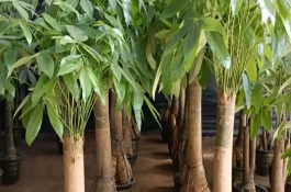 发财树浇什么水合适，要根据土壤干湿度决定