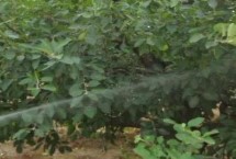 果树开花打什么农药，可及时灌水喷水或喷药中和等