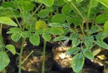 辣木有毒性吗，价格会根据地区、行情而上下浮动