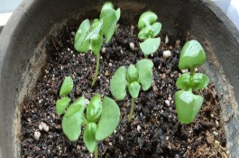 罗勒叶的生长条件，叶片、味道和叶柄均不同