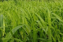 荃两优879水稻栽培技术要点，每亩插足基本苗8万－10万