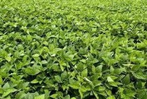 红研15号大豆栽培技术要点，春播生育期平均121天