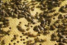 中蜂一年可以繁殖几箱，根本原因是蜂巢无法满足蜂群生存的需要