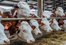 育肥牛饲养管理，根据牛的体重和地点饲料情况制定