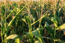 乾育533玉米栽培技术要点，喇叭口期及时防治玉米螟