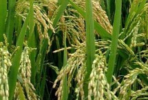 庆优荔晶丝苗水稻栽培技术要点，晚造全生育期117～119天