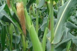 辽吉588玉米栽培技术要点，中抗大斑病1-5级