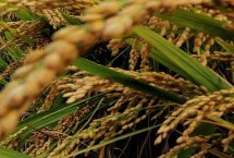 普育931水稻栽培技术要点，该品种主茎11片叶