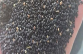 黄芩的生长习性，播种前种子先用温水浸泡5-6小时