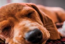 犬猫喉炎的主要症状，以剧烈咳嗽、喉部肿胀等为主要特征