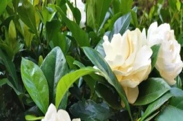 栀子花叶尖枯黑如何处理，冬天落叶是正常情况