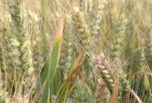 漯麦36小麦栽培技术要点，适宜播种期10月15―25日