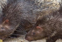 豪猪繁殖管理要注意什么，自行种植块根饲料可减少开支