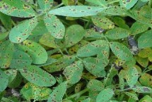 种植花生的要点，不同病害的防治方法不同