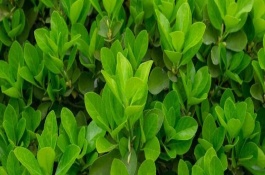 冬青与法国冬青有什么区别，前者属于冬青科、后者属于忍冬科