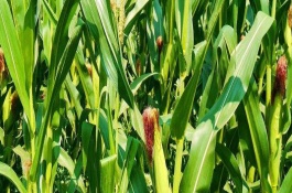 华单136玉米栽培技术要点，放赤眼蜂防治玉米螟虫