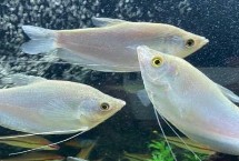 给曼龙鱼换水要注意什么，两至三天换一次水