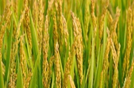 谷优1186水稻栽培技术要点，每亩有效穗数16.1万