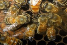 蜂王的特点与作用，可激励工蜂采集食物、抑制工蜂培育新王